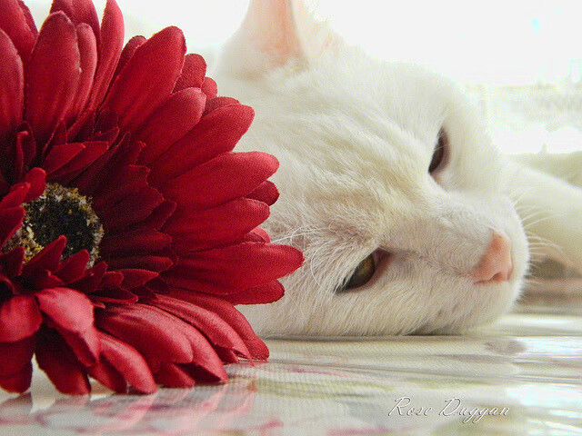 从戴维斯杯到澳网，西西帕斯的双重蜕变与破茧之路