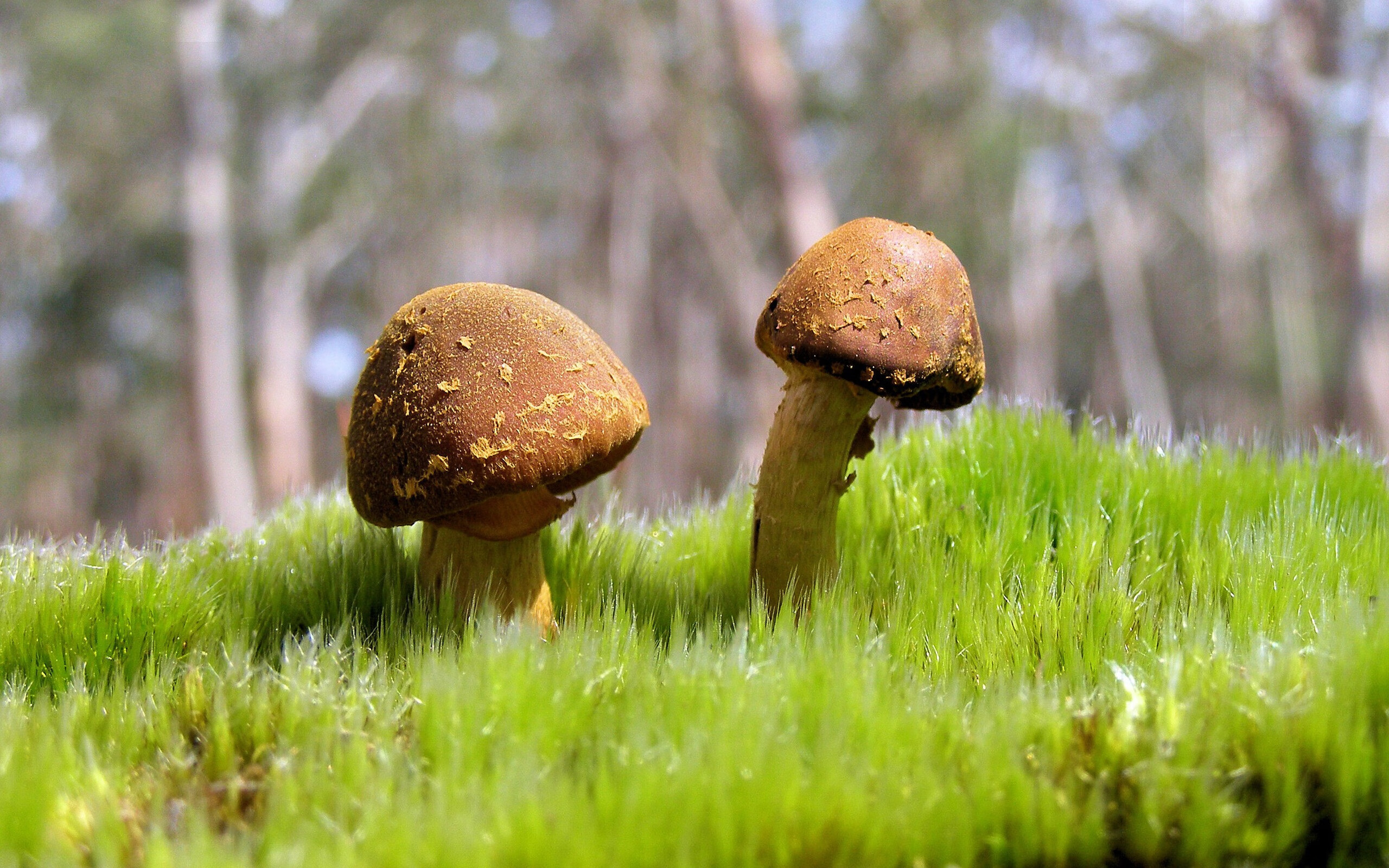 篮网输给勇士之夜，克莱·汤普森带队取胜