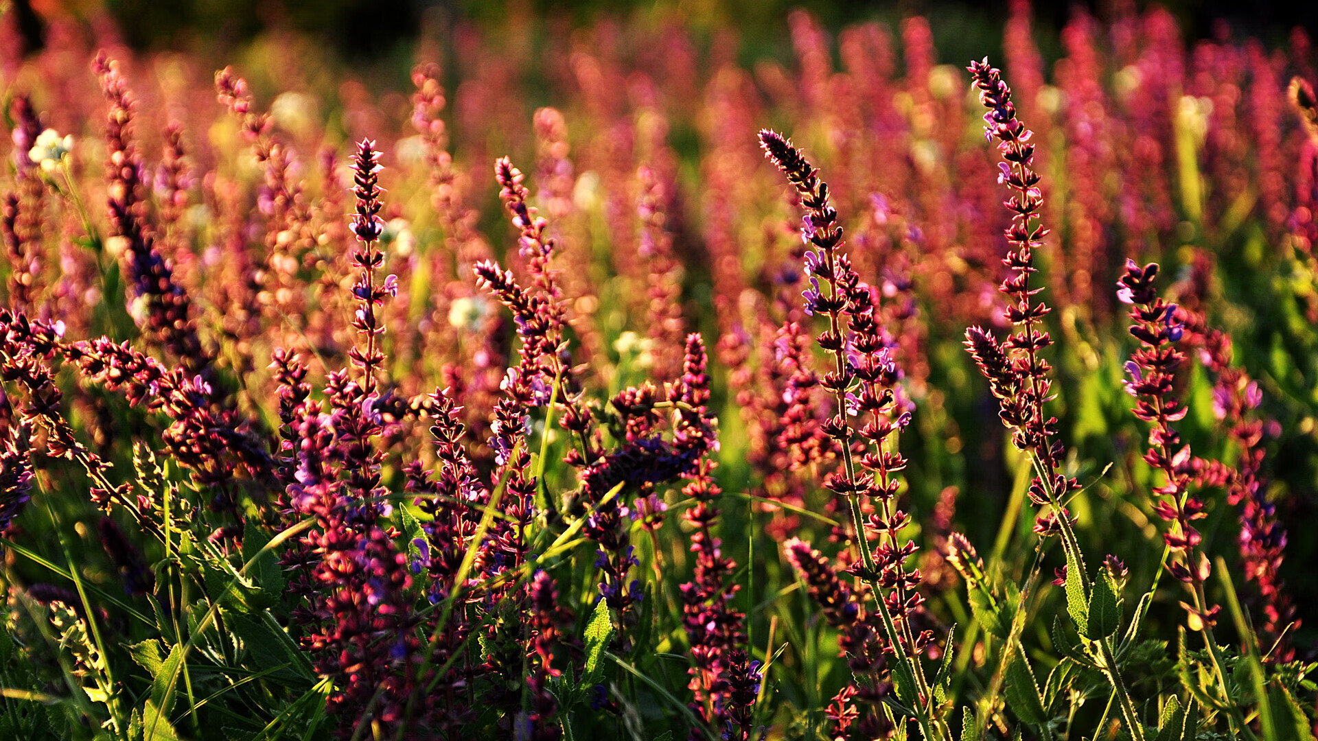 虎啸天山!广州队冰封魔鬼主场,杜兰特死神镰刀斩断不败神话