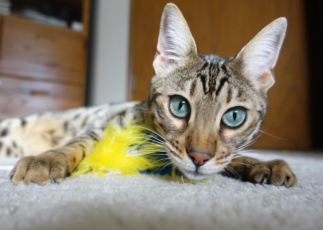 量子投影,湖人碾压76人时,孙铭徽为何突然颤抖?他用半空七米传球的电磁共振隔空博弈