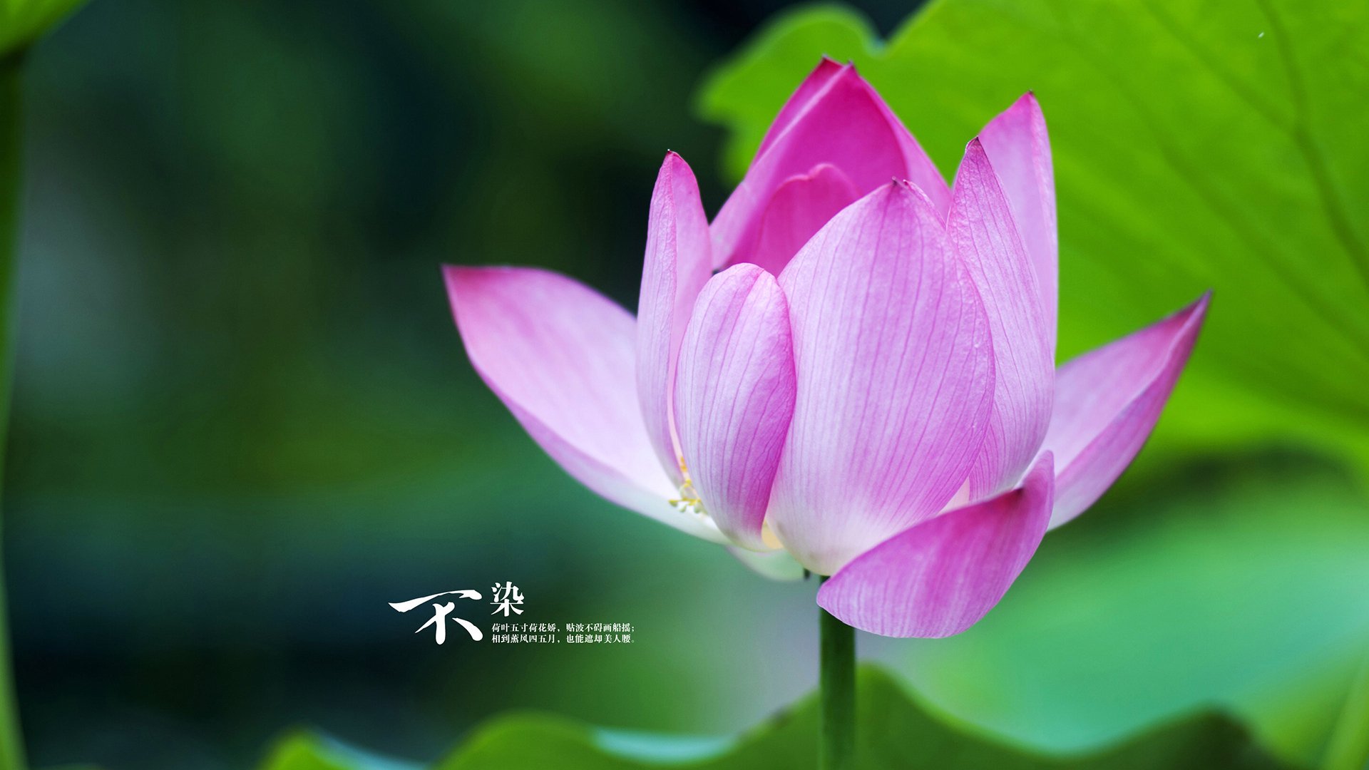 季后赛夜之兽—坎特无人可挡的进攻风暴