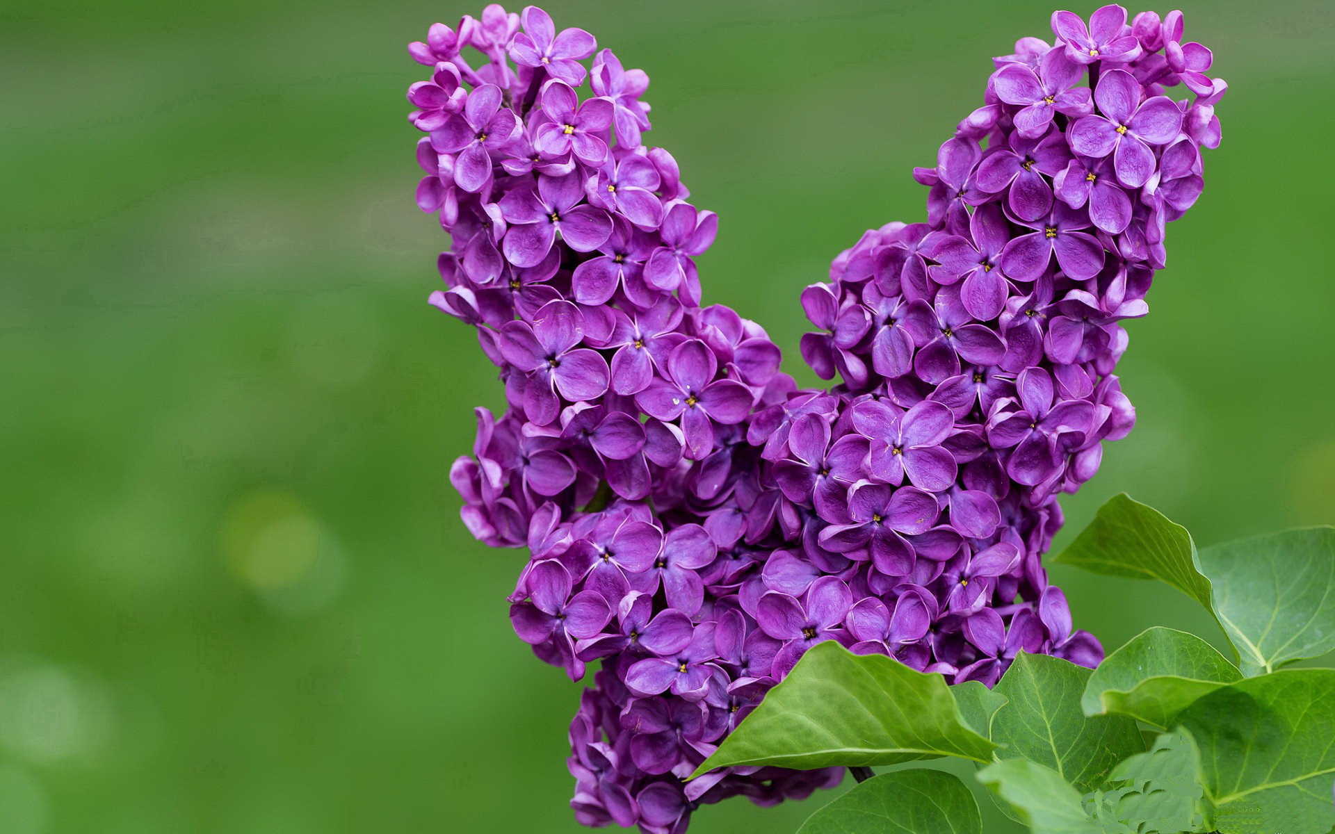 平行宇宙的夜晚,当F1轮胎尖叫时,维尼修斯在伯纳乌飞翔