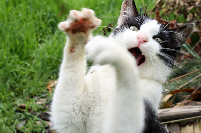 跨界风暴，火箭击溃国王之夜，莫兰特F1揭幕战上演速度与激情