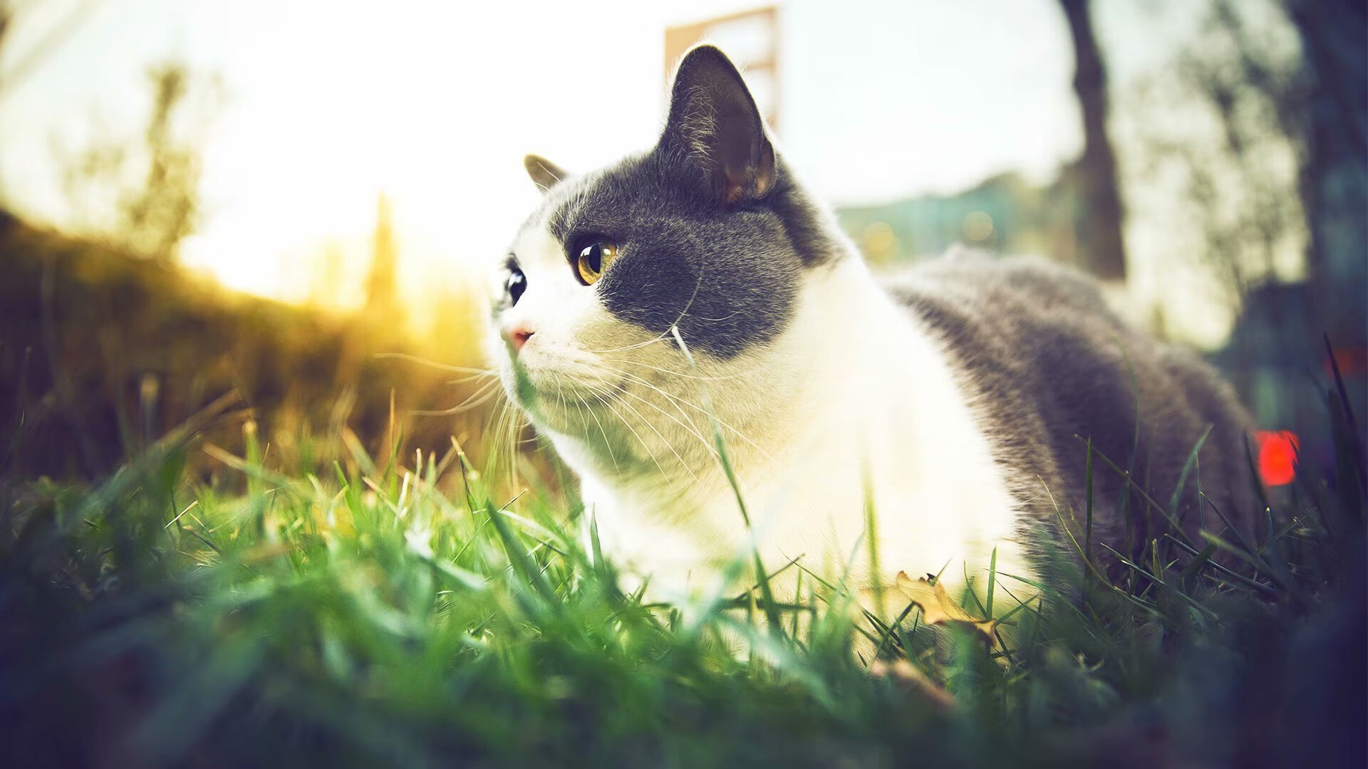 航空母舰对决超级武器，快船碾压山西，文班亚马奥运前哨战独舞