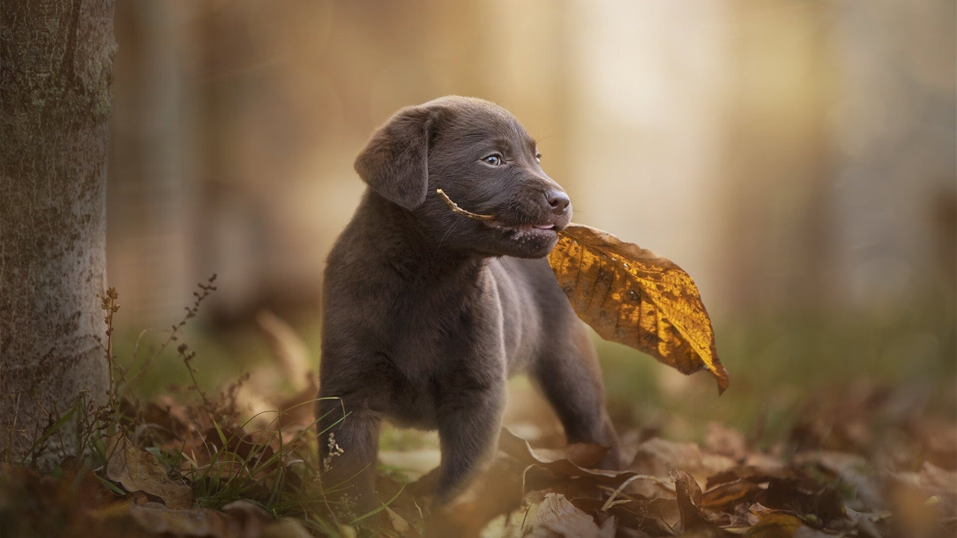 北极星下的双重奏，厄德高刷新纪录之夜与南美的遥远共鸣