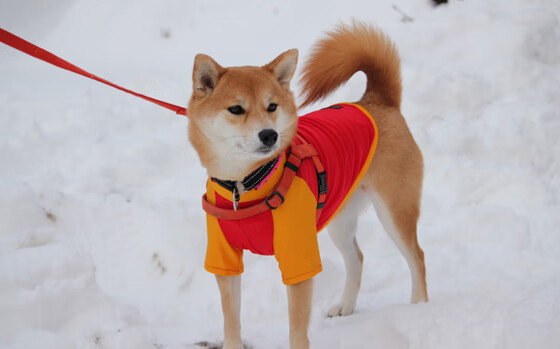 沙漠之狐终结文艺复兴之梦，弗拉霍维奇，开罗夜空下的关键先生
