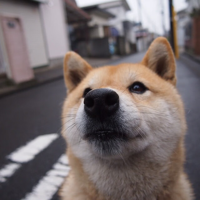 秩序颠覆者,卡塔尔如何用资本与远见压制北欧风暴?