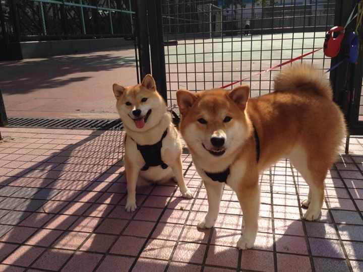 血与泥，奥亚尔萨瓦尔如何在加时赛废墟中点燃苏格兰