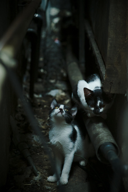 日本魔术师跨界打爆NBA防线，久保建英在总决赛之夜的降维打击