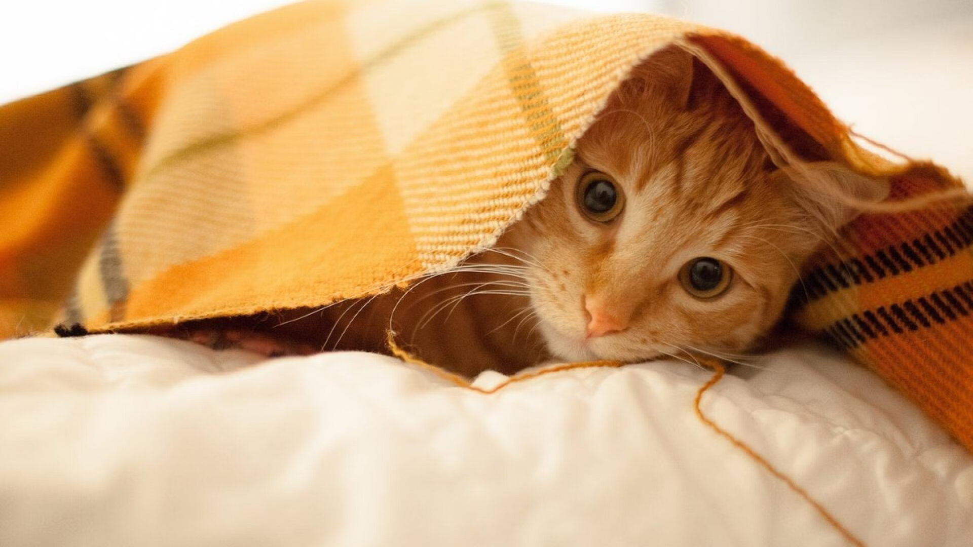 篮球世界的双重奏，韩国封锁塞内加尔，巴斯托尼西决生死战接管比赛