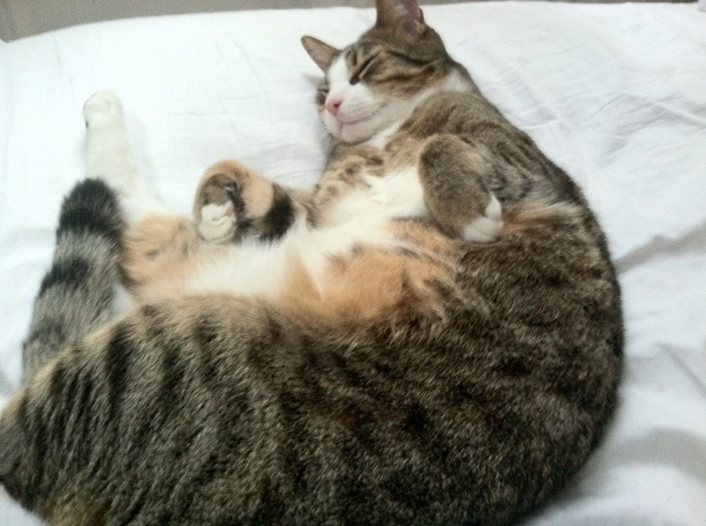 被松花江水系冲垮的摩天楼，马克西的地质运动式胜利