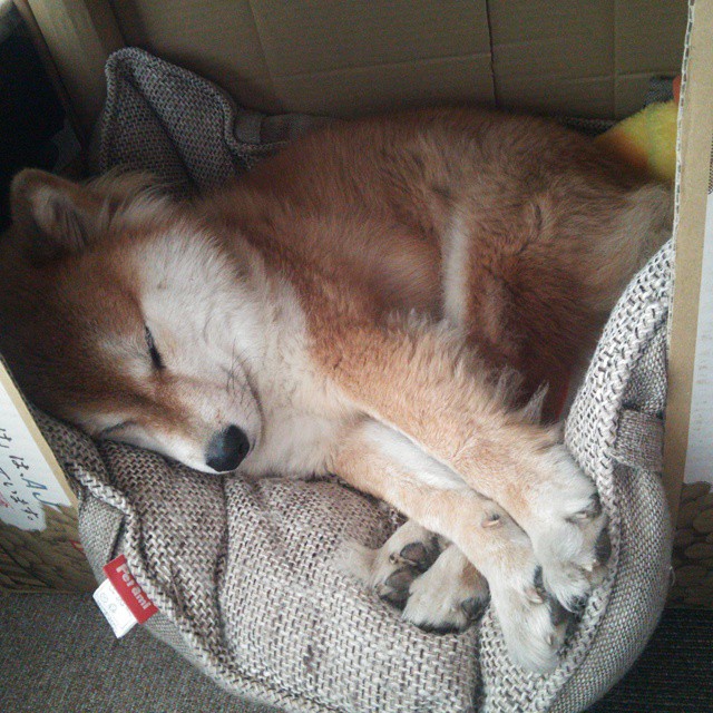 加速与巅峰的回响，F1揭幕战之夜与C罗的统治级序章