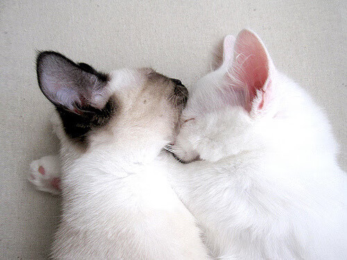 绝境独舞，史无前例的60秒与武切维奇生涯代表作