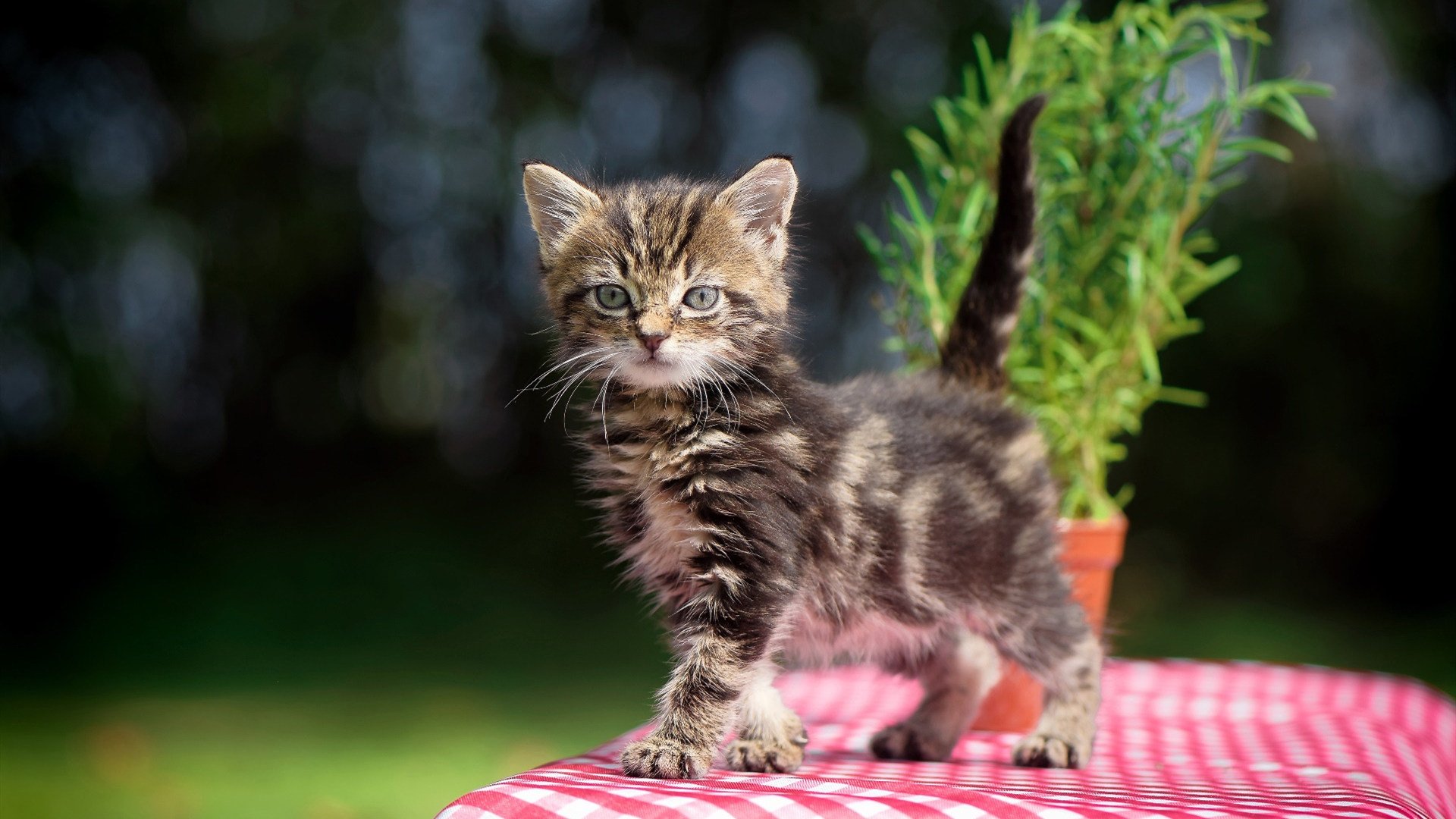 地缘隐喻与绿茵现实，当美国战舰碾过全黑王朝