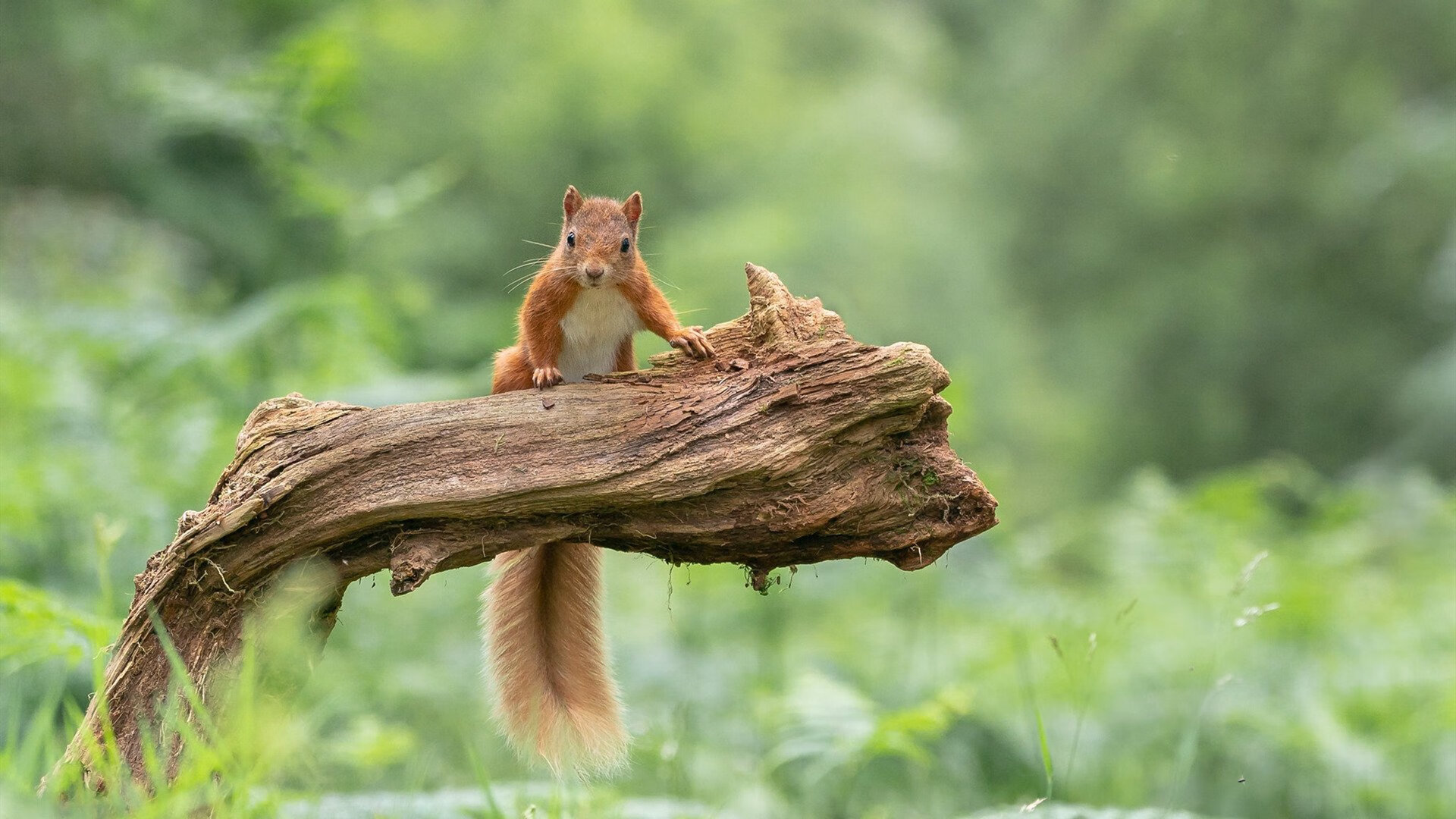 当篮球法则降临足球圣殿，戈贝尔的压制级启示录