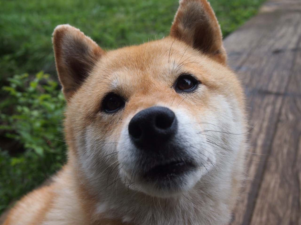 跨界王座，伊布接管F1街道，曼联引擎轰鸣中碾压雷恩