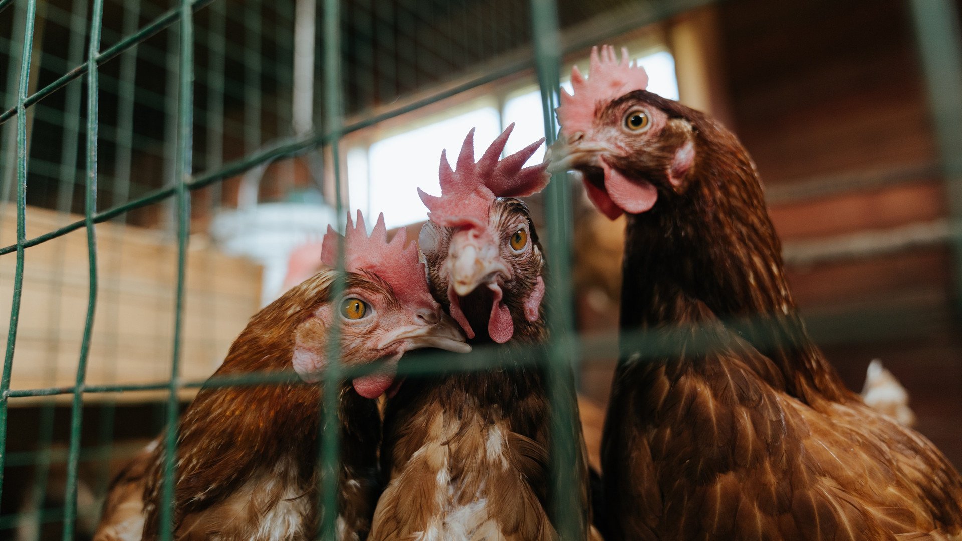 布克第三节惊世骇俗，深圳勇士一波流卷走浙江