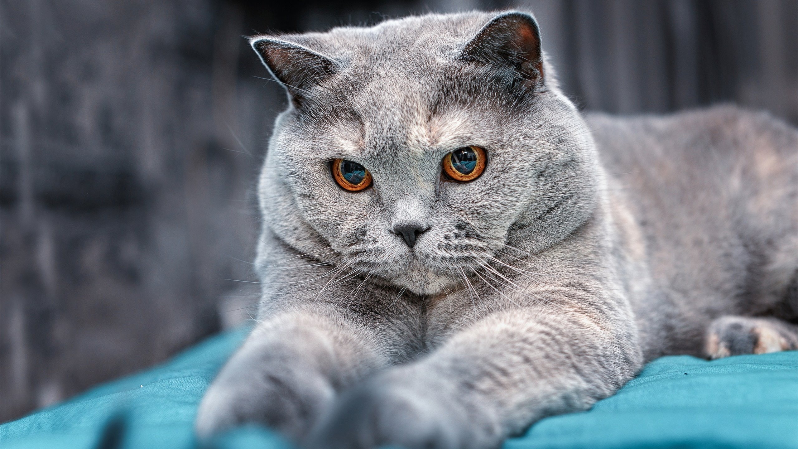 NBA季后赛焦点战,马刺强势出击,轻取吉林队展现实力