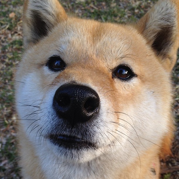宿敌逆战,2026世界杯F组生死局,穆西亚拉孤星闪耀,德国战车难破比利时铁壁