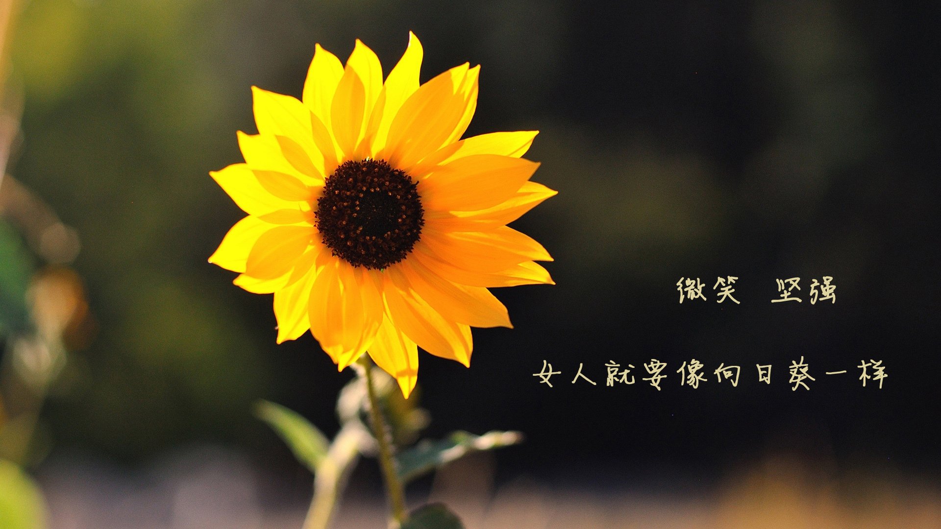橙衣军团的闪电战—当荷兰足球的秩序美学,遇上福登的英格兰灵光